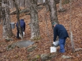 Making Maple Syrup - Collecting the sap