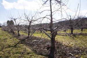 Apple Orchard in April