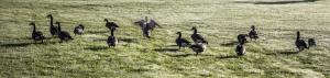 Canada Geese in the field