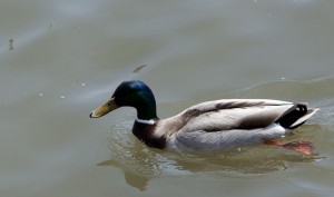 Duck swimming