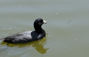 Golden Gate Park Duck with Black Head