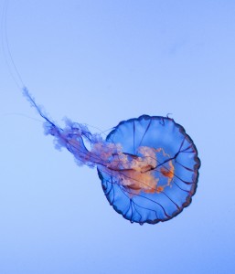 Jellyfish - New York Aquarium