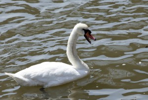 Swan with Beak Open