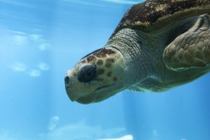 Turtle's  head - New York Aquarium