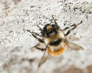 Upside down bee on a rock