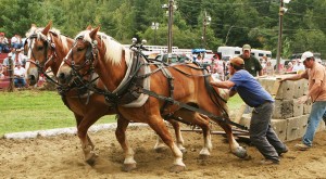 Vermont - Horse Pulling Contest love