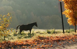 Boyd Hill Road - Horse in the Meadow