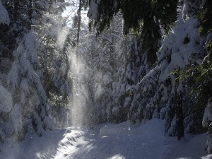 Vermont - Winter Sun Through the Snow clad Evergreens